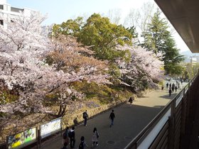 2017.04.14 - Rokkodai Sakura